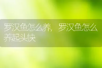 罗汉鱼怎么养，罗汉鱼怎么养起头快