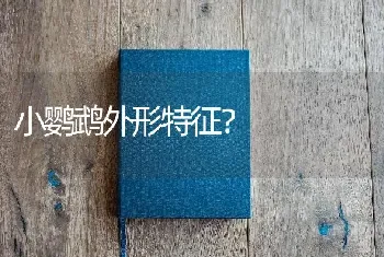 小鹦鹉外形特征？