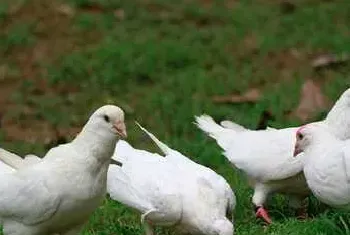 养鸽子之种鸽饲养管理经验