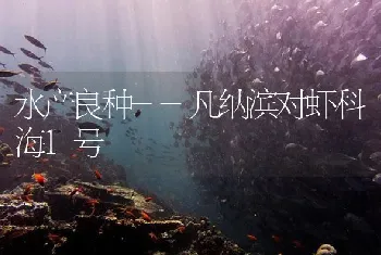 水产良种--凡纳滨对虾科海1号