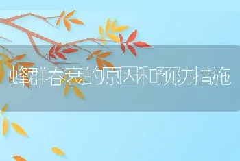 蜂群春衰的原因和预防措施