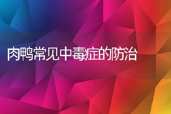 肉鸭常见中毒症的防治