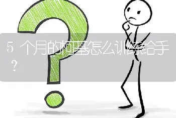 5个月的柯基怎么训练给手？