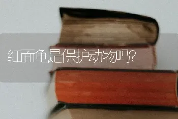 红面龟是保护动物吗？