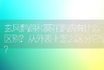 玄凤鹦鹉和葵花鹦鹉有什么区别?从外表上怎么区分它们？