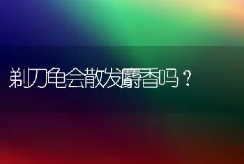 剃刀龟会散发麝香吗？