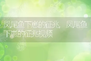 凤尾鱼下崽的征兆，凤尾鱼下崽的征兆视频