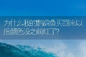 为什么我的鹦鹉鱼买回来以后颜色没之前红了？