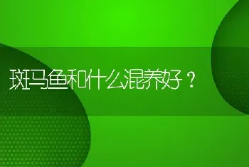 斑马鱼和什么混养好？