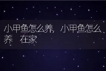 小甲鱼怎么养，小甲鱼怎么养 在家