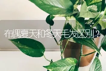 布偶夏天和冬天毛发区别？