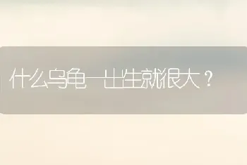 什么乌龟一出生就很大？