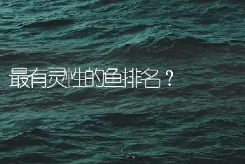 最有灵性的鱼排名？