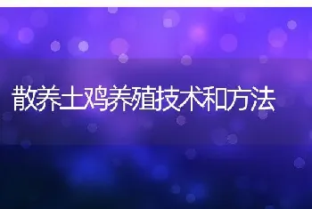 散养土鸡养殖技术和方法