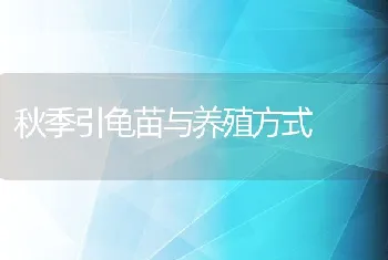 秋季引龟苗与养殖方式