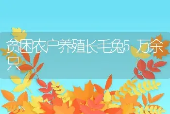 贫困农户养殖长毛兔5万余只