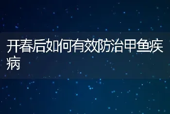 开春后如何有效防治甲鱼疾病