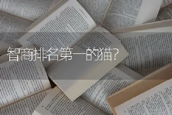 智商排名第一的猫？