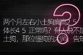 两个月左右小土狗肩高25体长45正常吗？有人说不是土狗，那位懂狗的大师，告知一下？