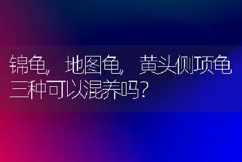 锦龟,地图龟,黄头侧项龟三种可以混养吗？