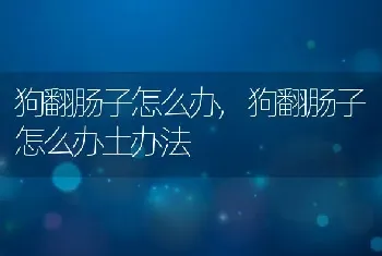 狗翻肠子怎么办，狗翻肠子怎么办土办法