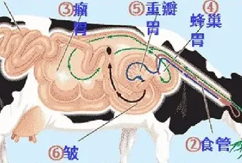 牛反刍的特点