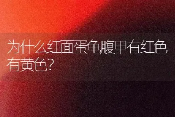 为什么红面蛋龟腹甲有红色有黄色？