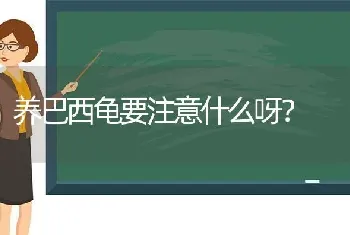 养巴西龟要注意什么呀？