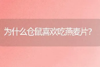 为什么仓鼠喜欢吃燕麦片？