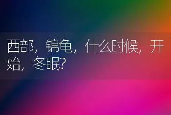 西部，锦龟，什么时候，开始，冬眠？