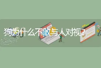 狗为什么不敢与人对视？