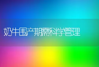 奶牛围产期需科学管理