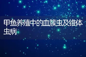 甲鱼养殖中的血簇虫及锥体虫病