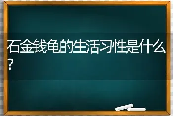 石金钱龟的生活习性是什么？