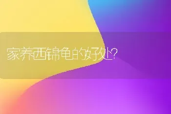 家养西锦龟的好处？