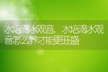 水培滴水观音，水培滴水观音怎么养才能更旺盛