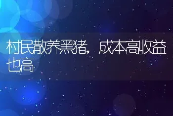 村民散养黑猪，成本高收益也高