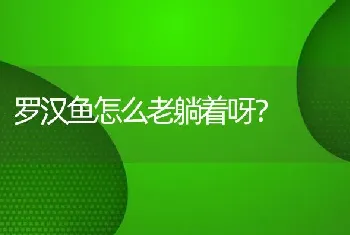 罗汉鱼怎么老躺着呀？