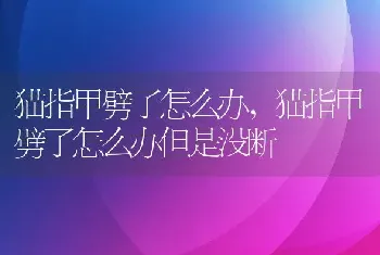 猫指甲劈了怎么办，猫指甲劈了怎么办但是没断