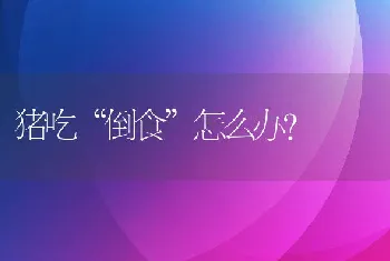 淡水青虾养殖技术渔业