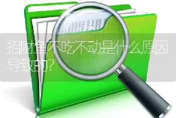 招财鱼不吃不动是什么原因导致的？