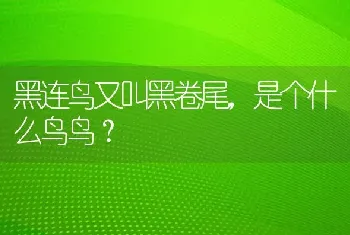 黑连鸟又叫黑卷尾，是个什么鸟鸟？