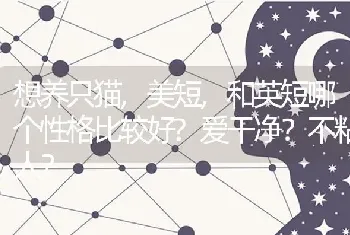 想养只猫,美短,和英短哪个性格比较好?爱干净？不粘人？