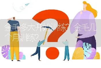 金毛多大开始训练？金毛几个月训练？