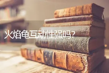 火焰龟互动性强吗？