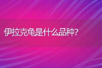 亚洲东部产侏儒兔吗？