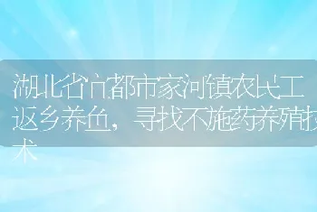 湖北省宜都市家河镇农民工返乡养鱼，寻找不施药养殖技术