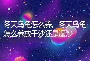 冬天乌龟怎么养，冬天乌龟怎么养放干沙还是湿沙