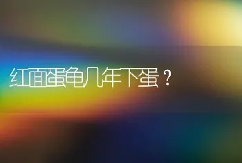 毛很长的狗什么品种？