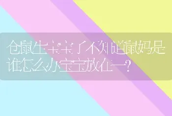 仓鼠生宝宝了不知道鼠妈是谁怎么办宝宝放在一？